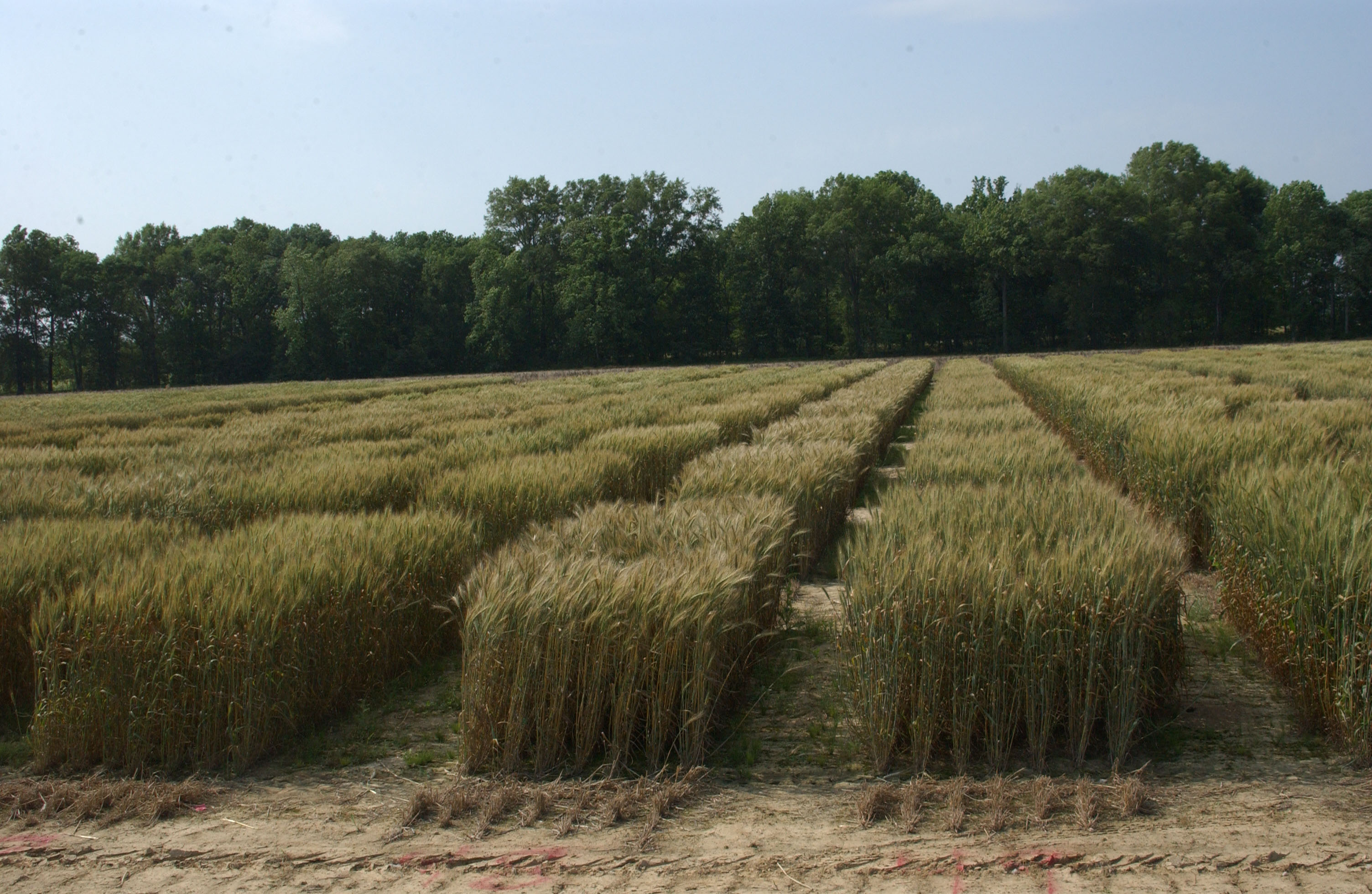   AgCenter wheat, oat field day set for April 18 in Winnsboro
